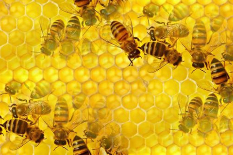 Cохранить настоящий башкирский мед